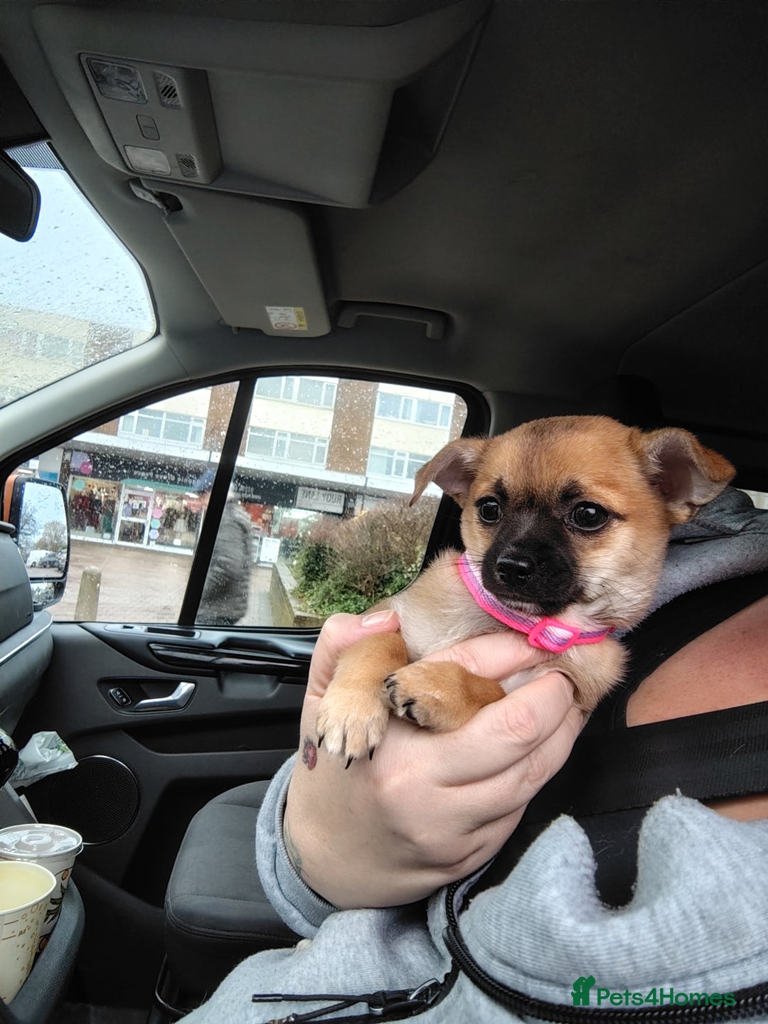Pomchi dogs for sale: Pomchi girl phoebe  - Advert 21