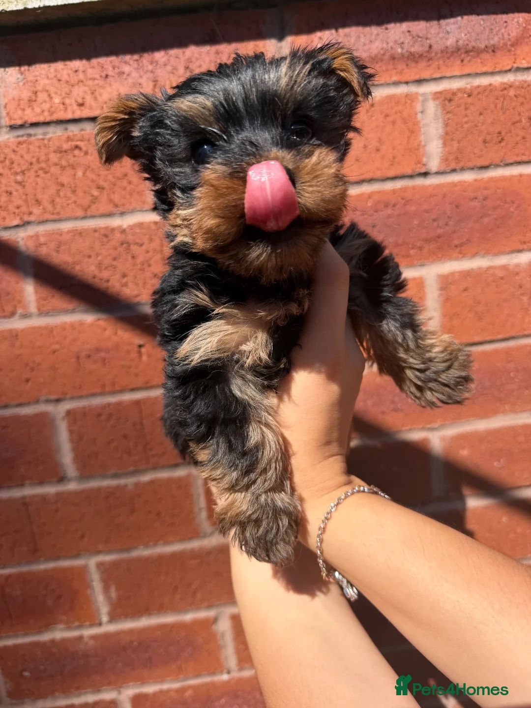 Yorkshire Terrier dogs for sale: Lovely Yorkshire Terrier Puppy ❤️ - Advert 2