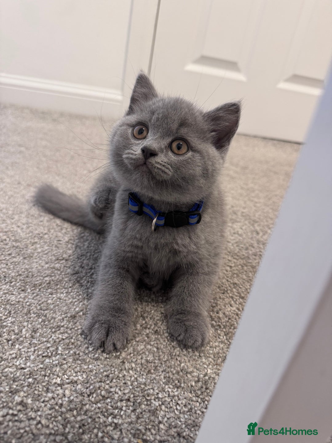 British Shorthair cats for sale: British shorthair kittens 🐈‍⬛ - Advert 34
