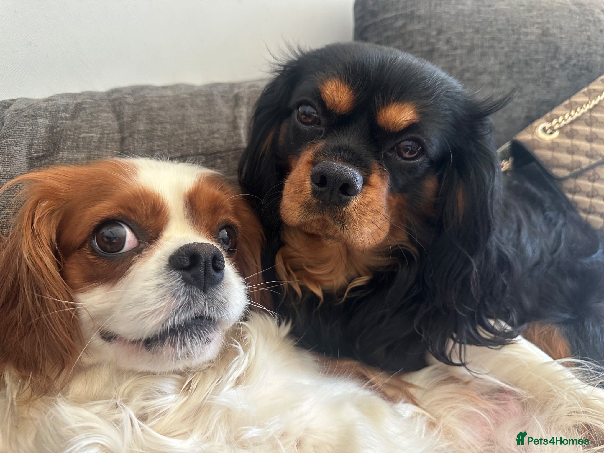 Cavalier King Charles Spaniel dogs Beautiful Cavalier King Charles Spaniel Puppies - Advert 1