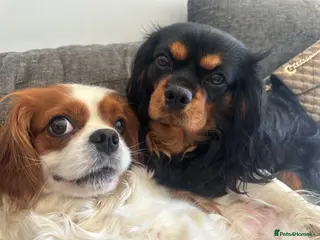 Cavalier King Charles Spaniel dogs Beautiful Cavalier King Charles Spaniel Puppies - Advert 1