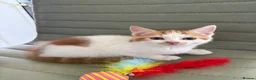 Mixed Breed cats for sale: Kittens Ready Now - Advert 6