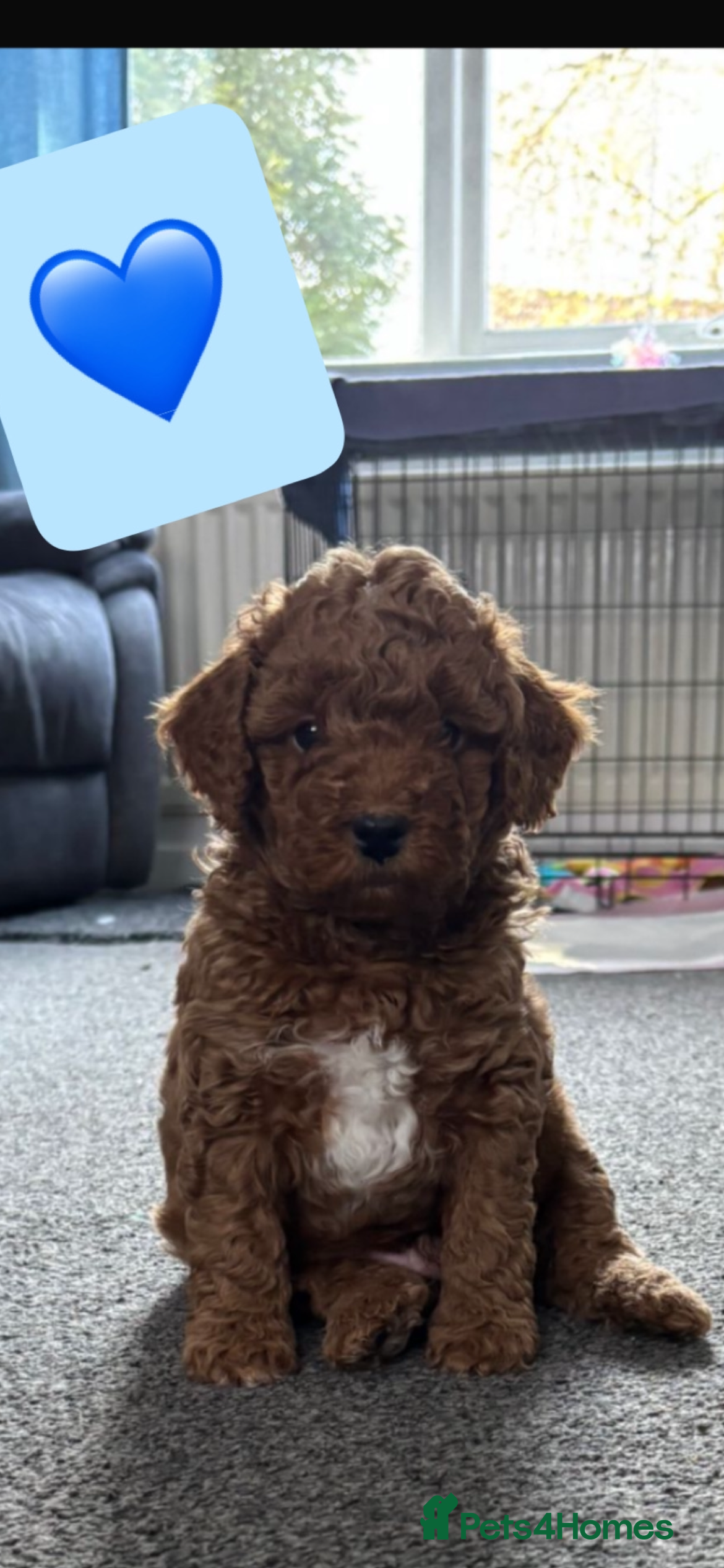 Poochon dogs Adorable Poochon puppies  - Advert 14