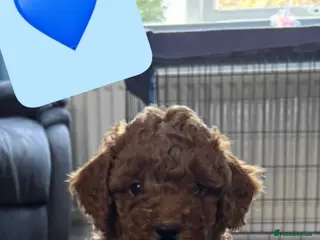 Poochon dogs Adorable Poochon puppies - Advert 14