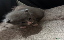 Domestic Shorthair cats for sale: Grey Kittens - Image 15