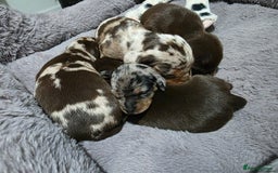 Miniature Dachshund dogs for sale: Stunning Miniture Dachshund pups for sale - Advert 1