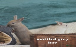 Netherland Dwarf rabbits for sale: new litters pure bred neterland dwarf - Image 2