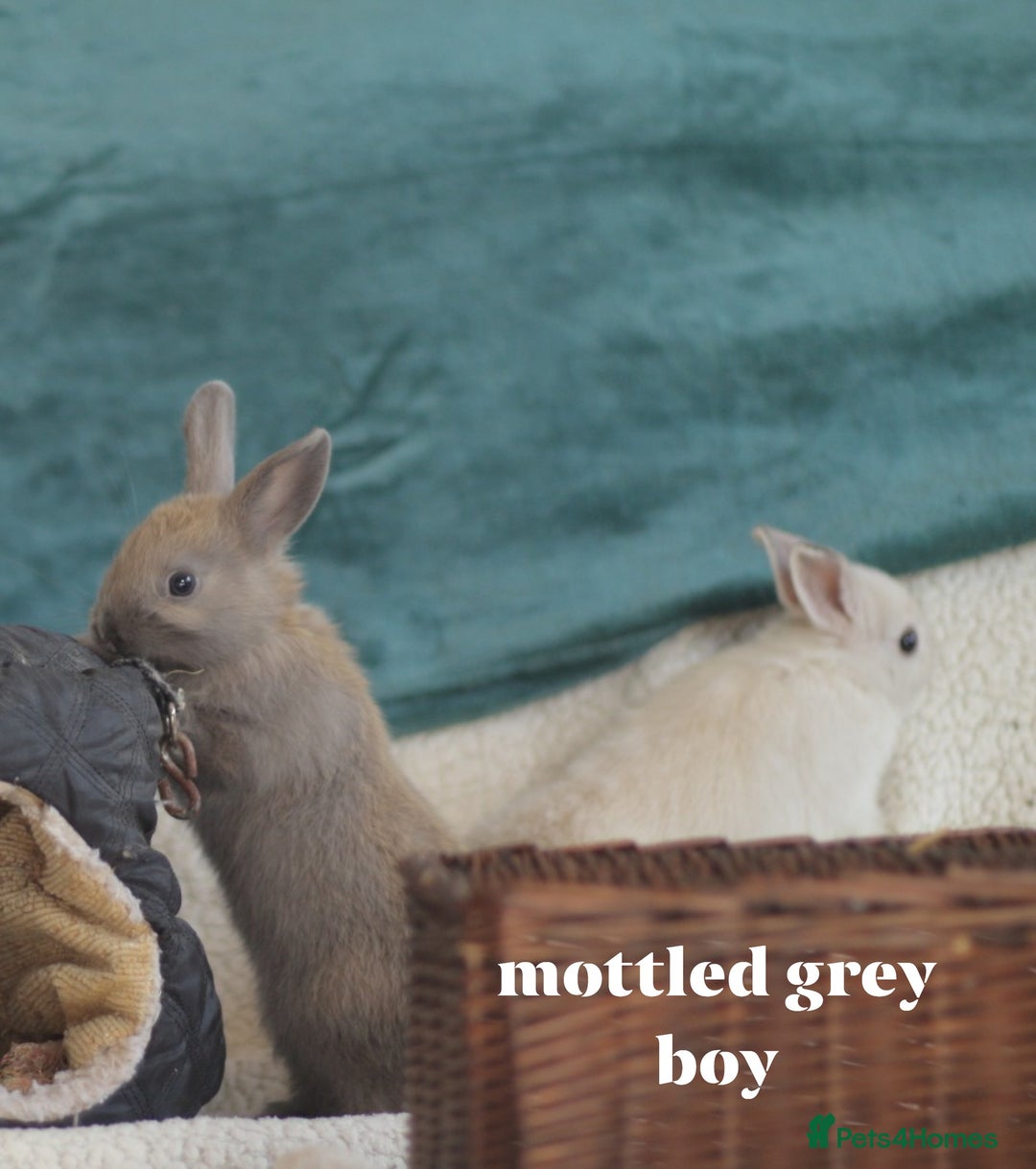 Netherland Dwarf rabbits for sale: new litters pure bred neterland dwarf - Image 2