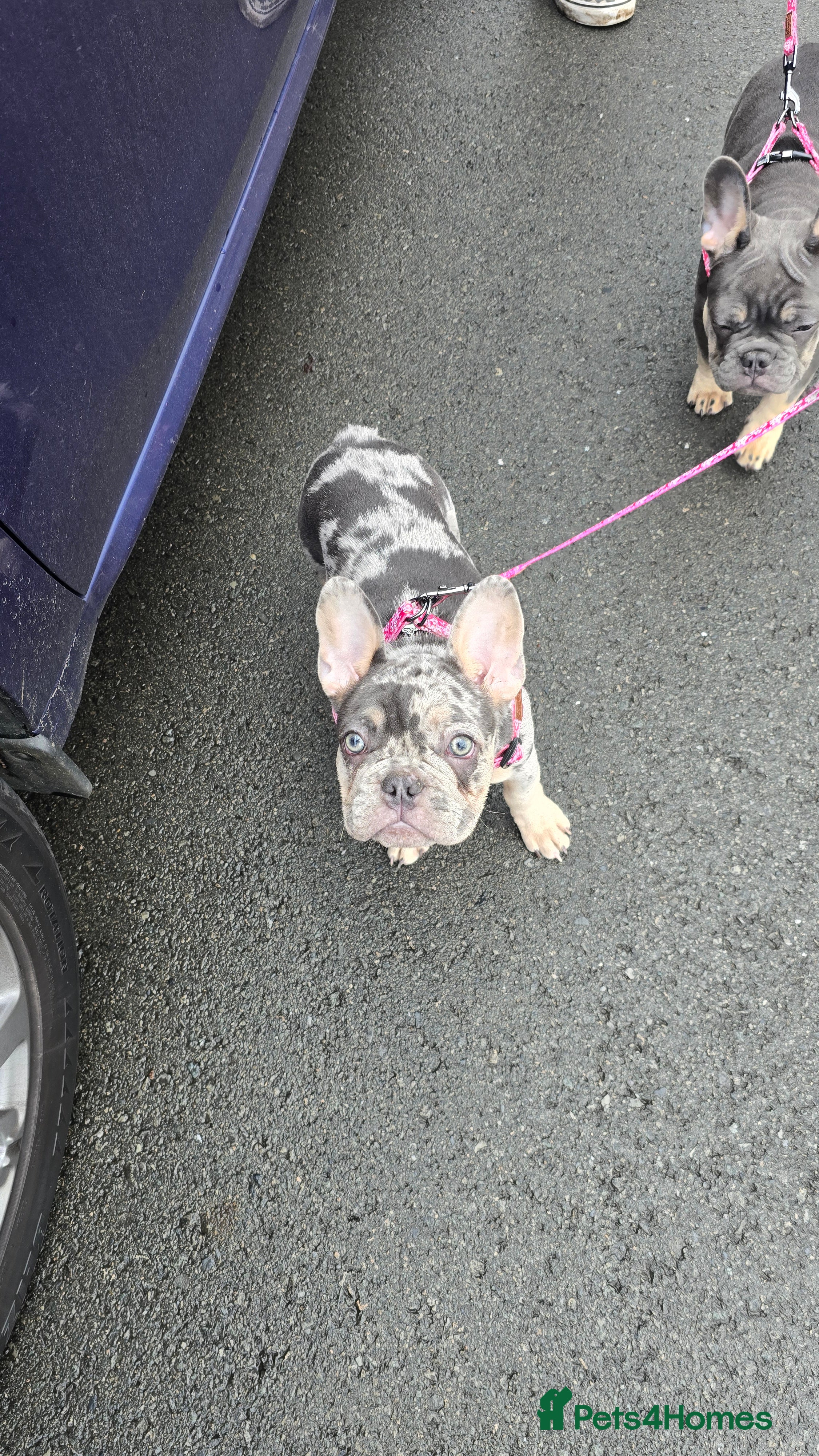 French Bulldog dogs for sale: 7 month old french bulldog girls 🩷 - Advert 10