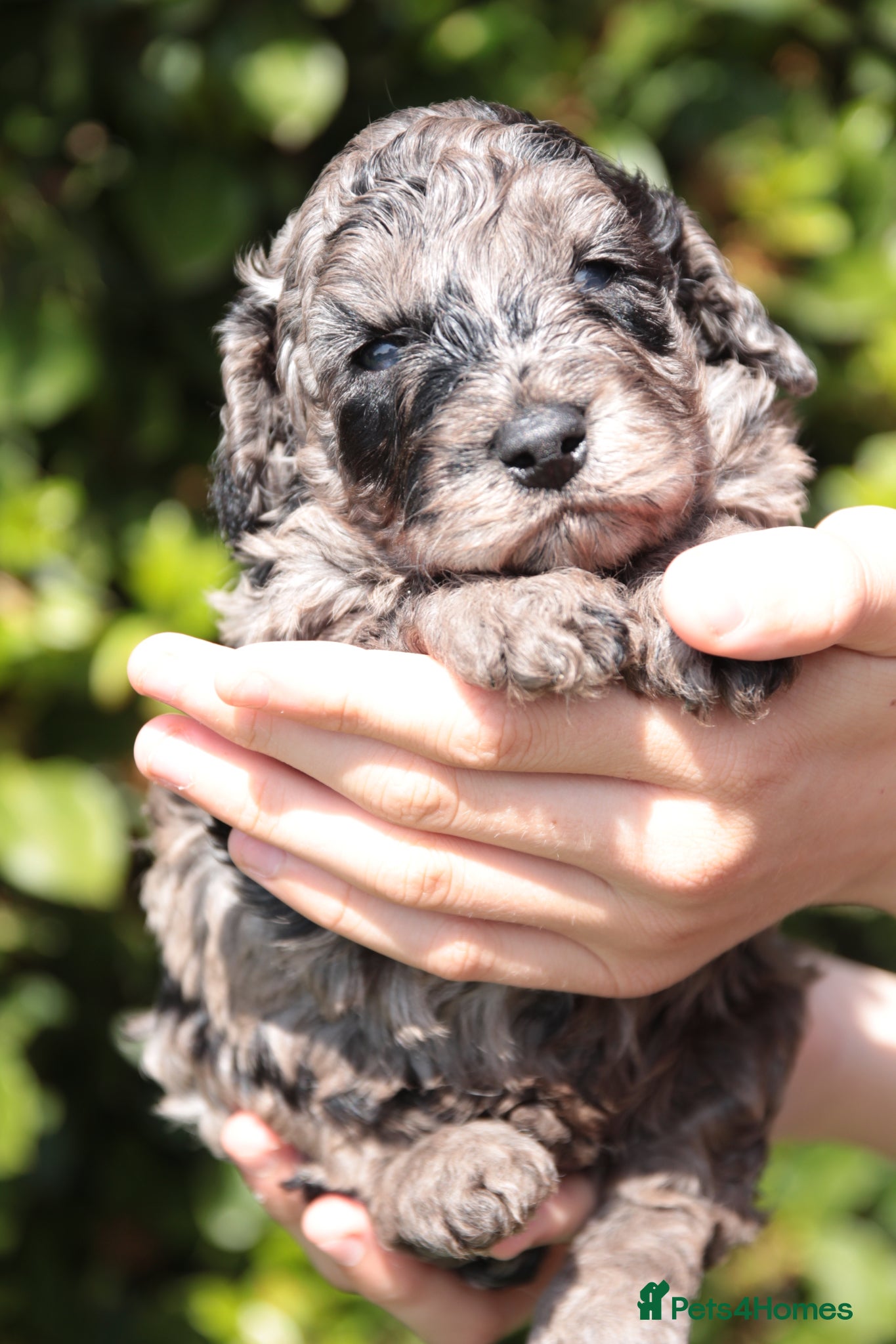 Cockapoo dogs F1b health tested cockapoo babies  - Advert 9