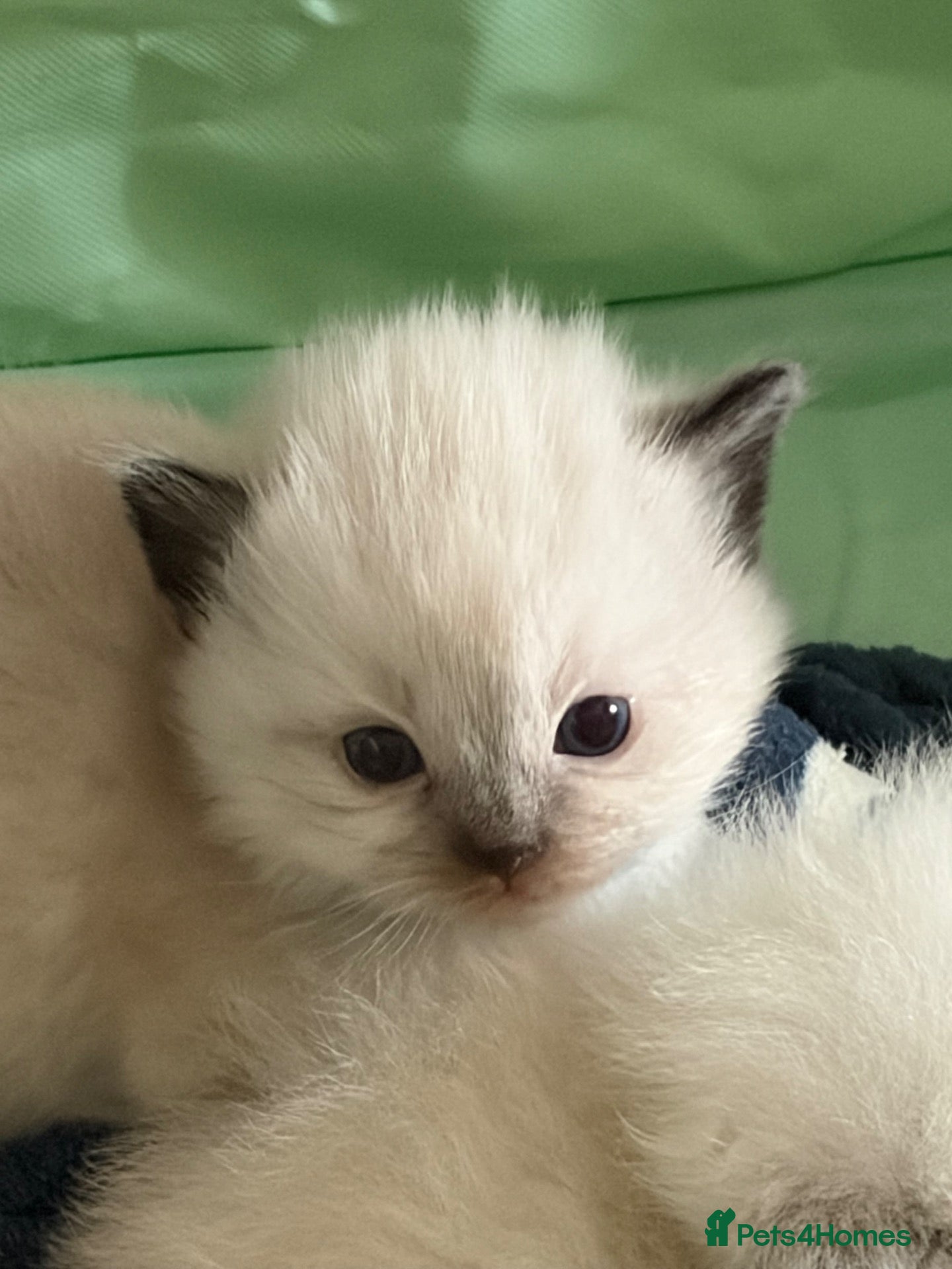 Ragdoll cats Beautiful ragdoll kittens - Advert 2