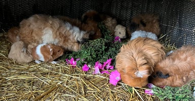 Guinea Pig rodents - Advert 4