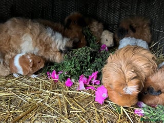 Guinea Pig rodents - Advert 2