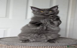 Maine Coon cats for sale: Maine coon kitten. Tica registered - Image 1