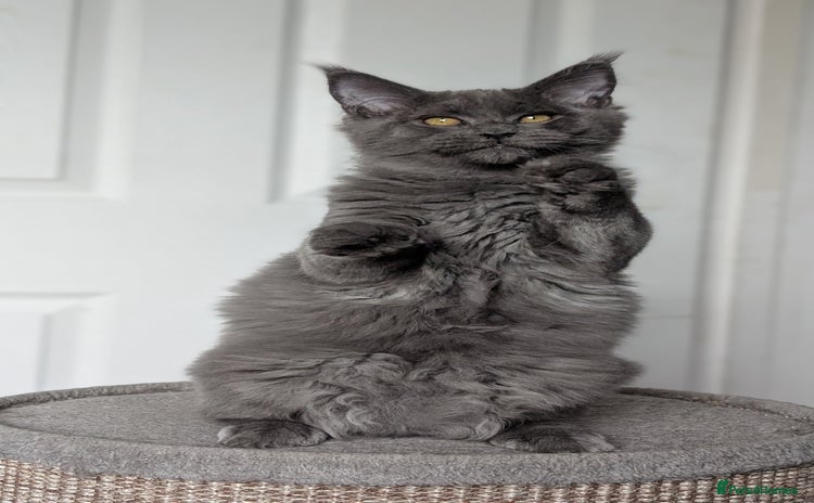 Maine Coon cats - Advert 8