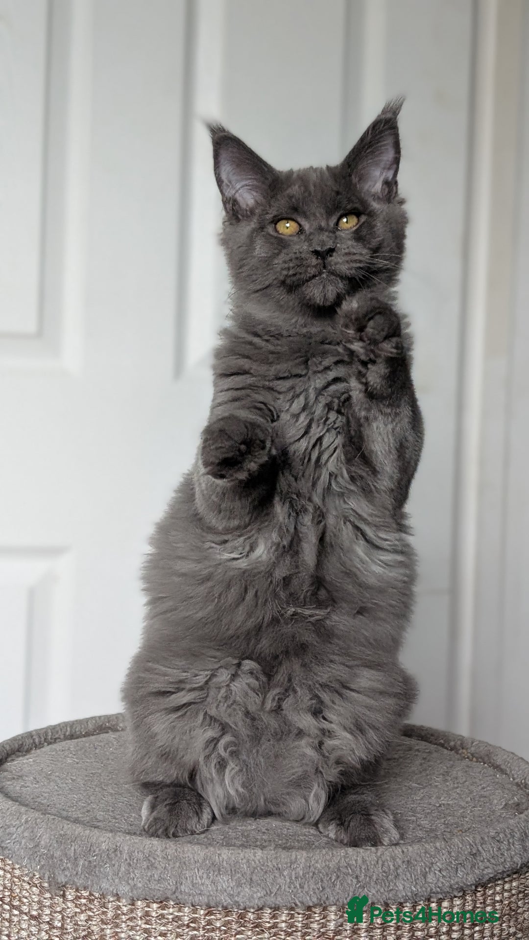 Maine Coon cats for sale: Maine coon kitten. Tica registered - Image 1