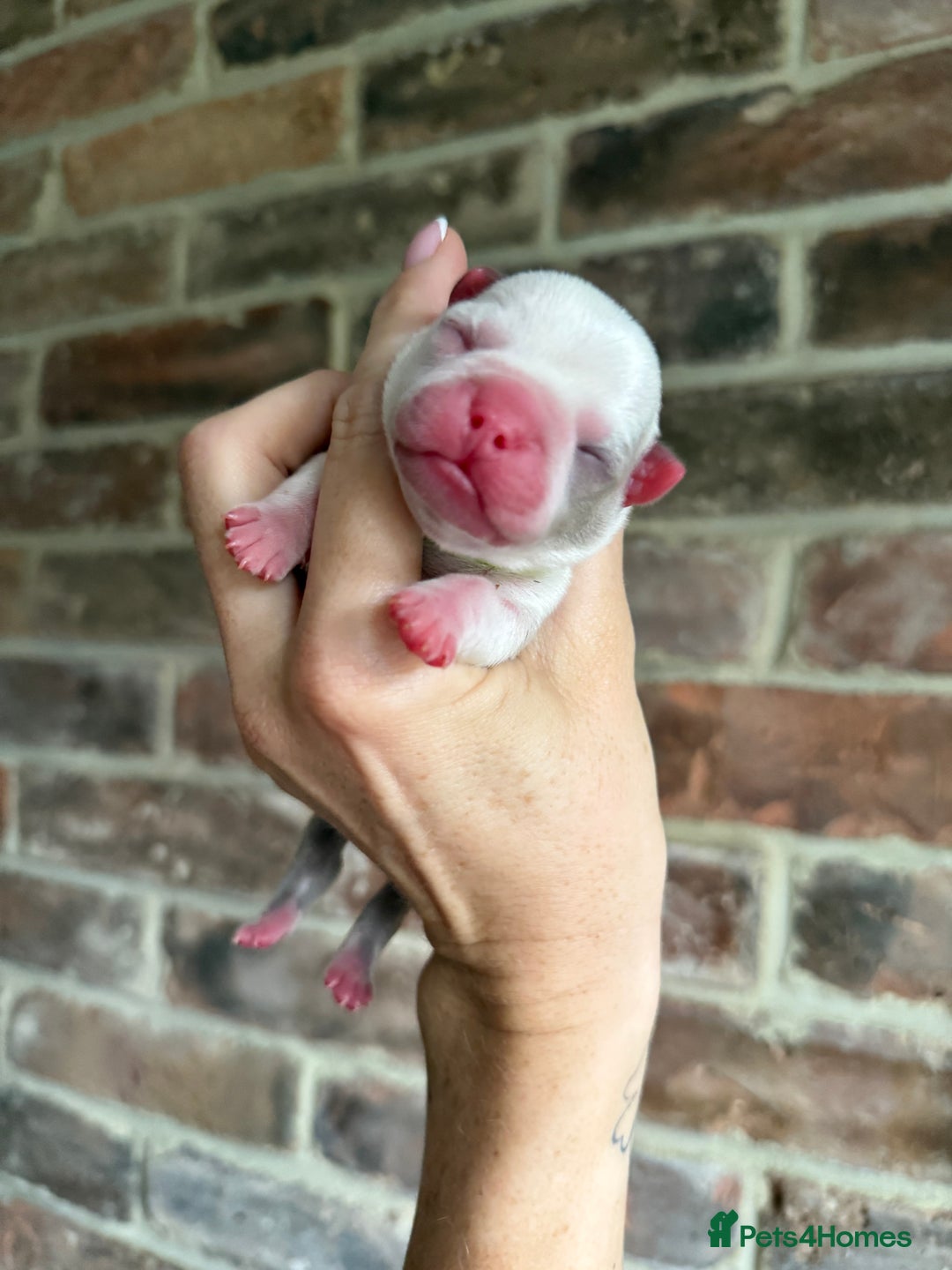 Boston Terrier dogs for sale: Boston Terrier puppies 🐶 - Advert 10