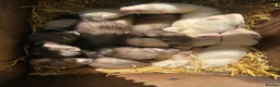 Ferret rodents for sale: Young ferrets and polecats ready now - Advert 4