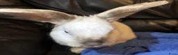 Mixed Breed rabbits for sale: 2 BUCKS  - Advert 6