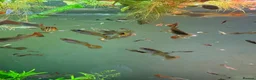 Live Bearers fish for sale: Guppies and aquarium plants for sale  - Advert 5