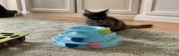 Maine Coon cats for sale: 2 Maine coon kittens  - Advert 1