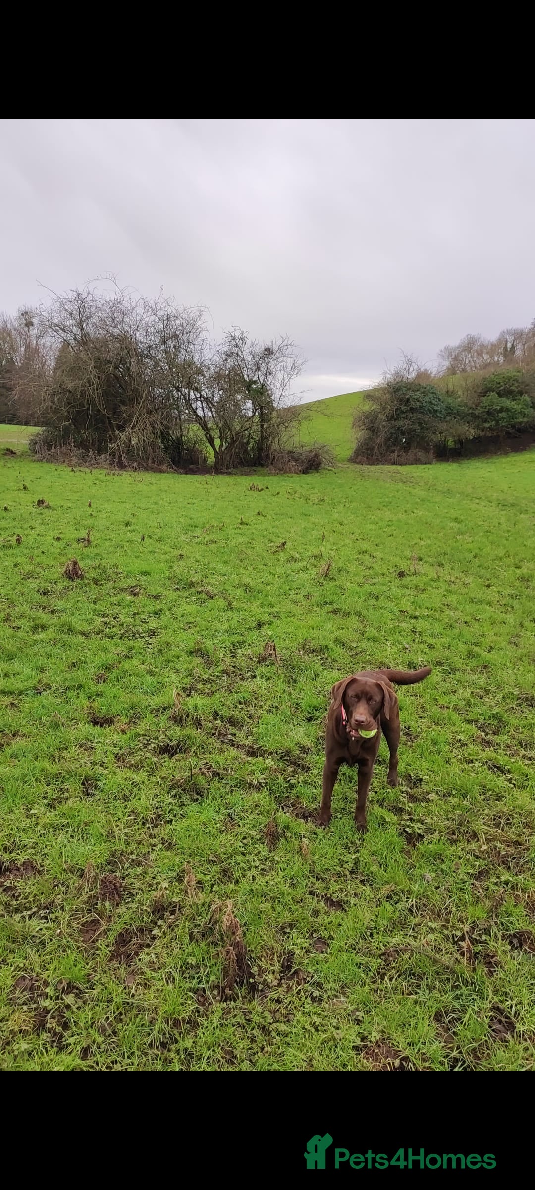 Labrador Retriever dogs for sale: Bundle of Chocolate Joy- Labrador Retrive Puppies - Image 25