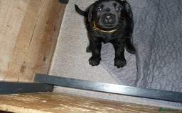 Labrador Retriever dogs for sale: Labrador puppies -1 black girl & 3 black boys left - Image 24