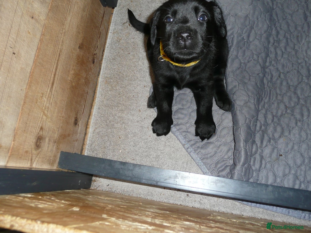 Labrador Retriever dogs for sale: Labrador puppies -1 black girl & 3 black boys left - Image 24