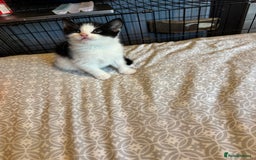British Shorthair cats for sale: Kittens for sale  - Image 10