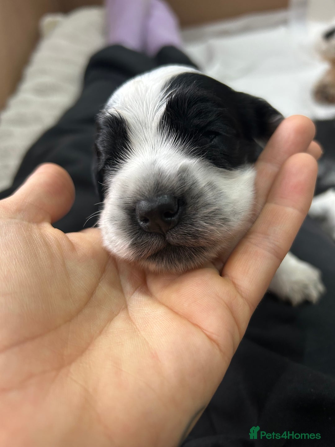 Cocker Spaniel dogs for sale: Cocker Spaniel Pups – From Champion Bloodlines - Image 4