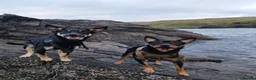 Australian Kelpie dogs for sale: Rehome Australian Kelpie  - Advert 5