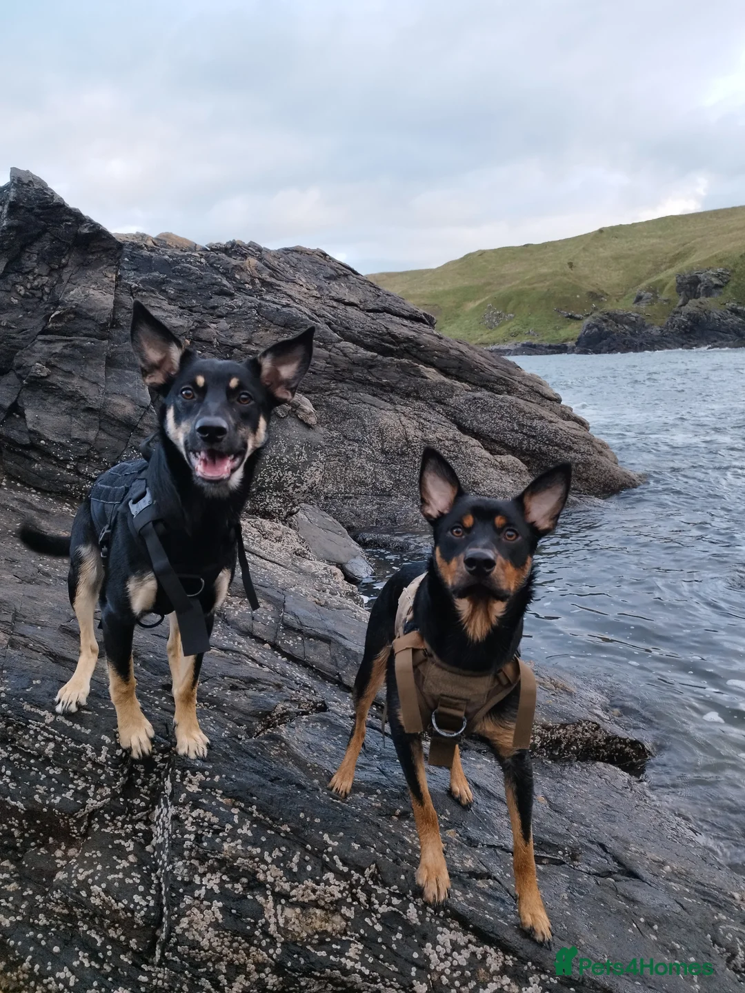Australian Kelpie dogs for sale: Rehome Australian Kelpie  - Advert 5