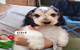 Cocker Spaniel dogs for sale:  LAST GIRL❗️ Blue Roan Tan Cocker Sp– KC bloodline - Image 9