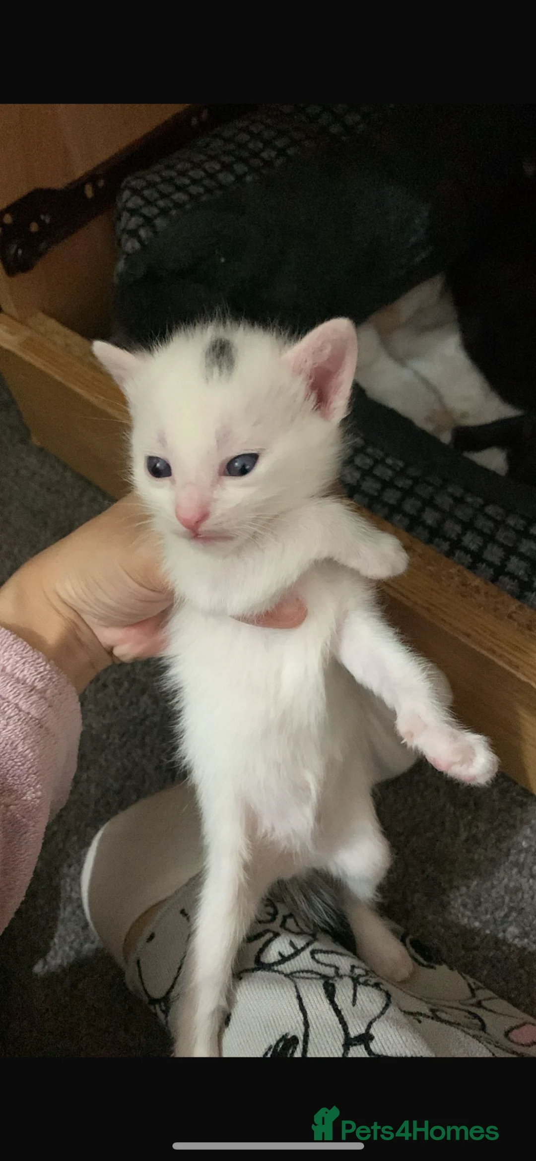 Mixed Breed cats for sale: 5 little kittens in Scunthorpe - Advert 1