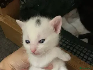 Mixed Breed cats 5 little kittens - Advert 6