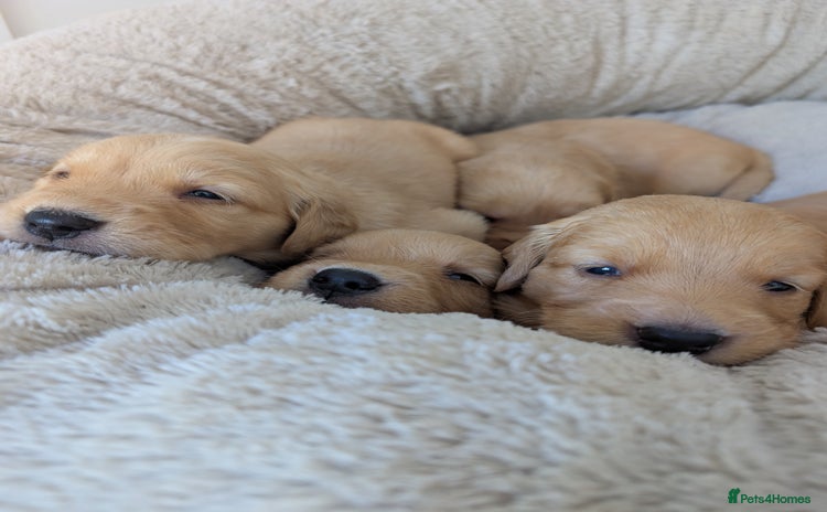 Golden Retriever dogs - Advert 13
