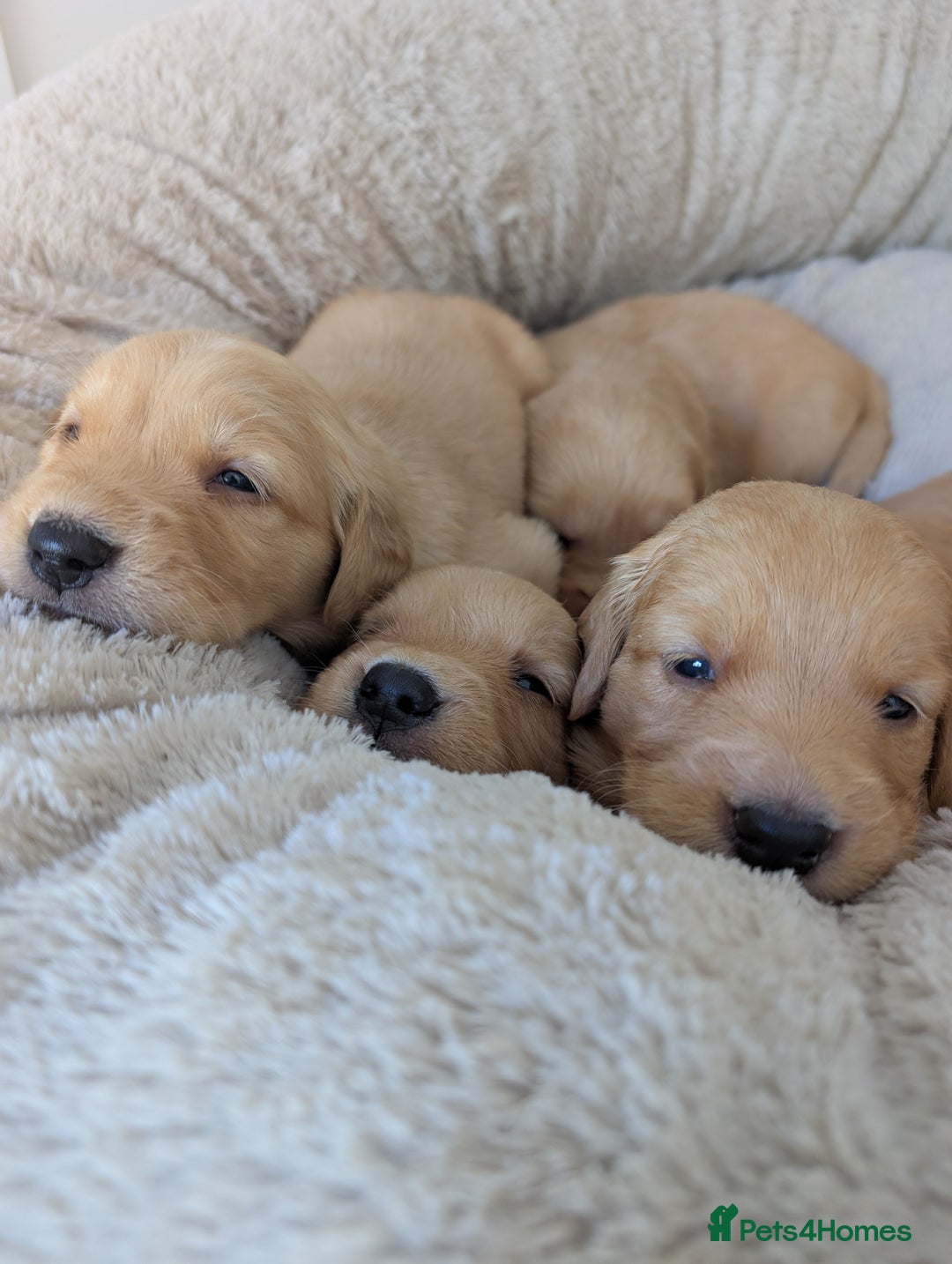 Golden Retriever dogs for sale: Beautiful Golden retriever puppies  - Image 1