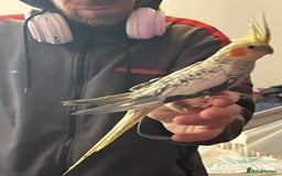 Cockatiels birds for sale: Cockatiels for sale hand tame - Image 14
