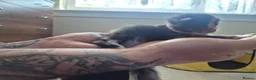 Maine Coon cats for sale: Stunning Maine Coons for sale must see 🥰 - Advert 37