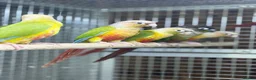 Conures birds for sale: Baby pineapple conure - Advert 2