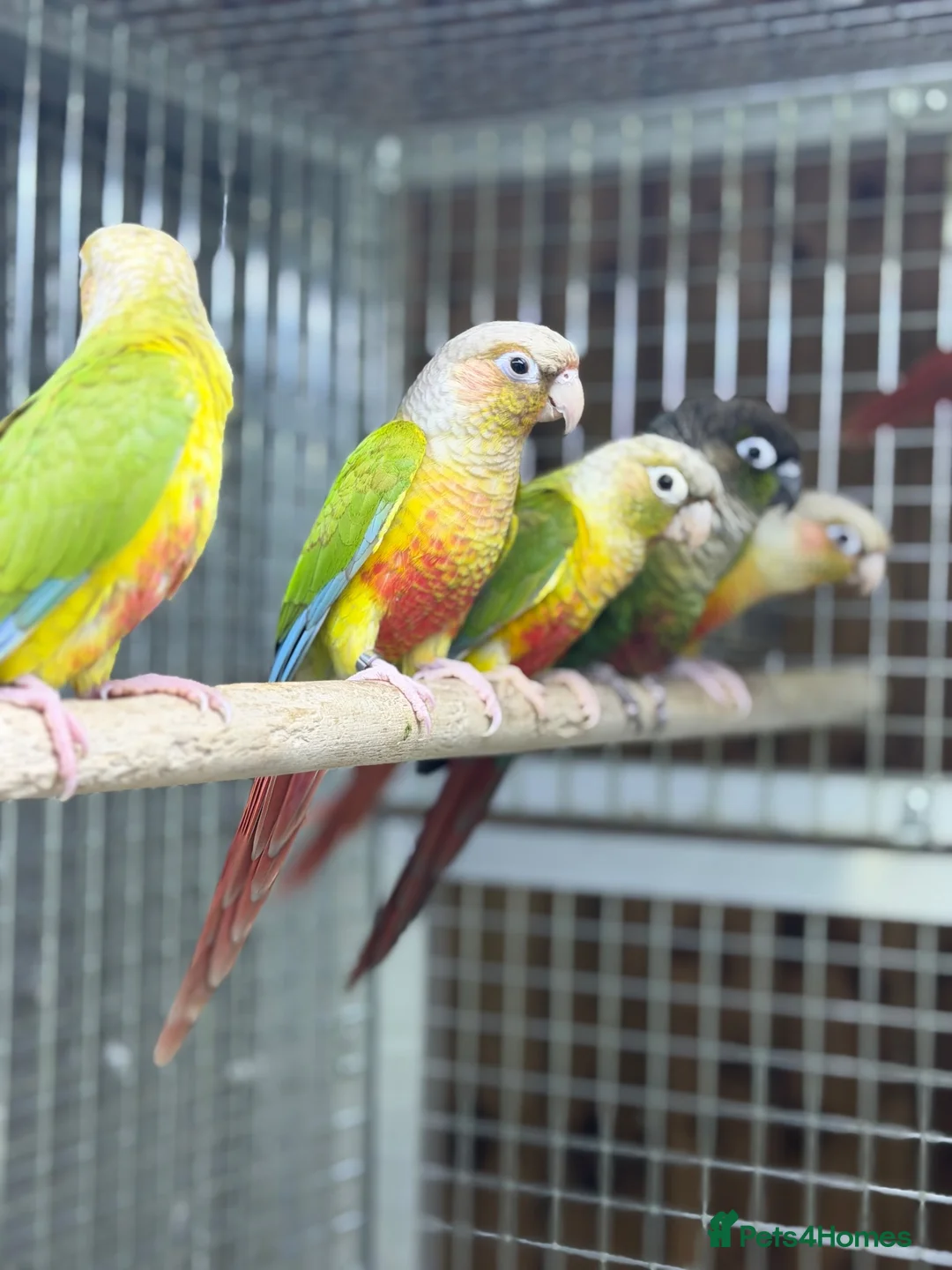 Conures birds for sale: Baby pineapple conure - Advert 2