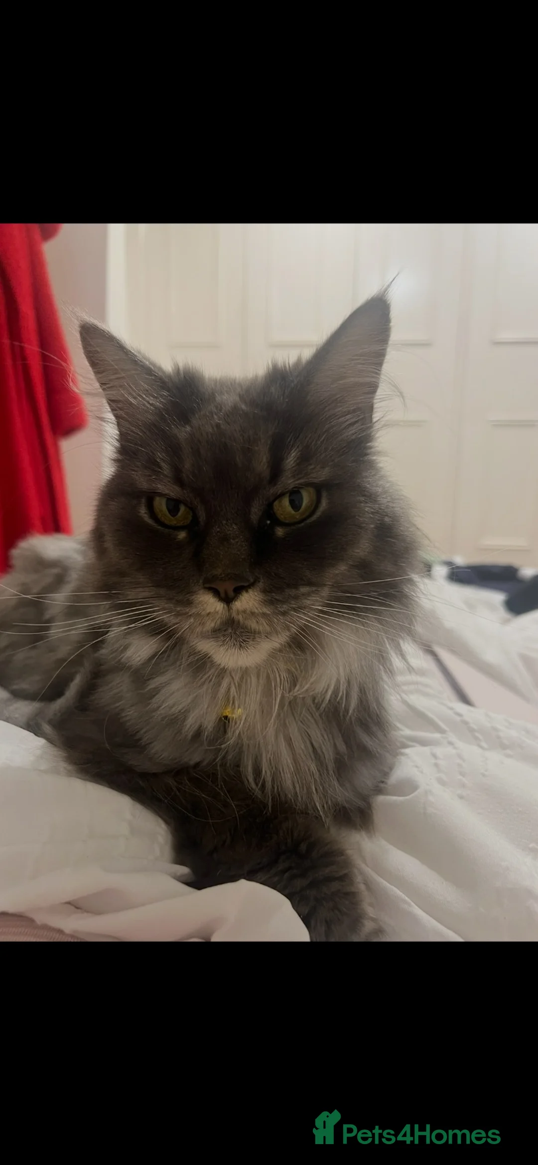 Maine Coon cats for sale: Maine Coon in Langport - Advert 4