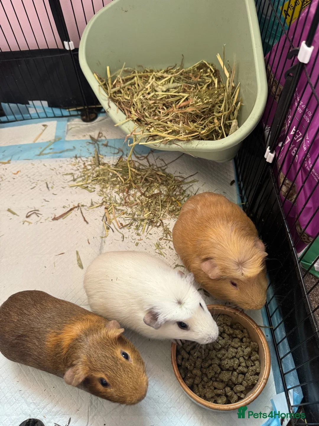 Guinea Pig rodents for sale: 3 male guinea pigs  - Advert 1