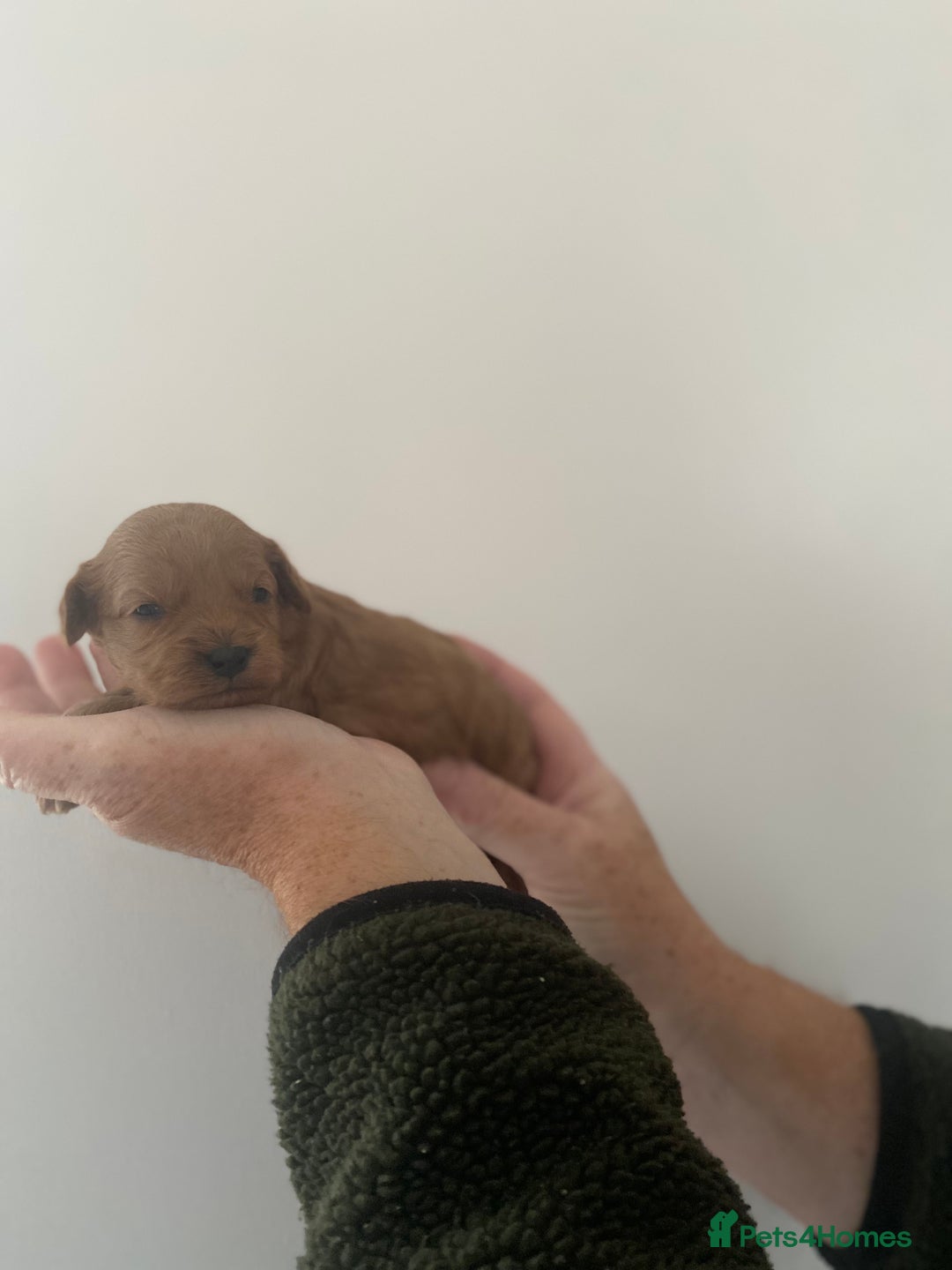 Cavapoo dogs for sale: Beautiful Cavapoo puppy’s❤️ - Image 6