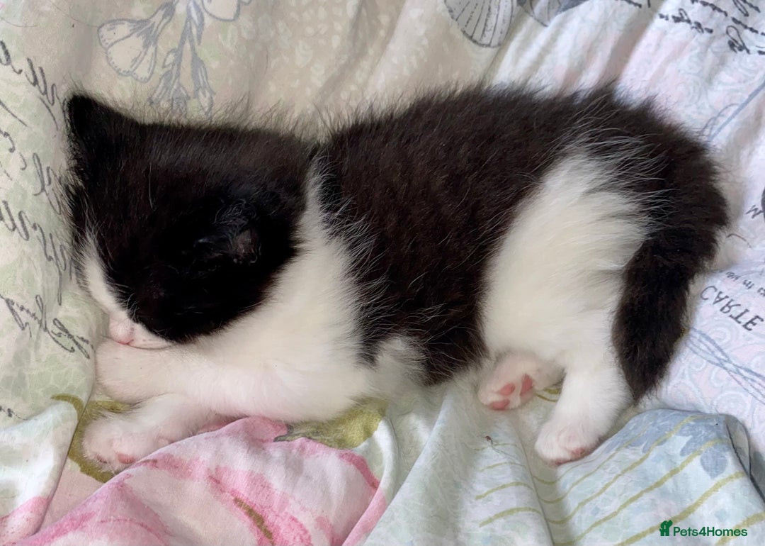 Mixed Breed cats for sale: 3 Fluffy Ragdoll X Kittens available!! - Image 7