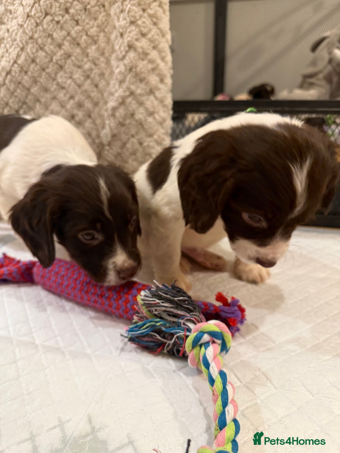 Cocker Spaniel dogs for sale: Cocker spaniel puppies ready for forever home - Advert 19