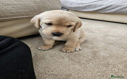 Labrador Retriever dogs for sale: Labrador Puppies red/yellow 26th Oct ready to leav - Image 33