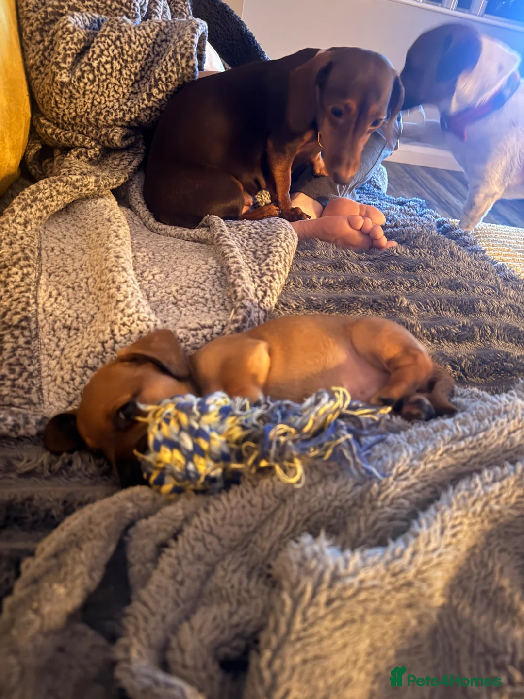 Jackshund dogs for sale: Gorgeous Jackshund boy in Mirfield - Advert 2