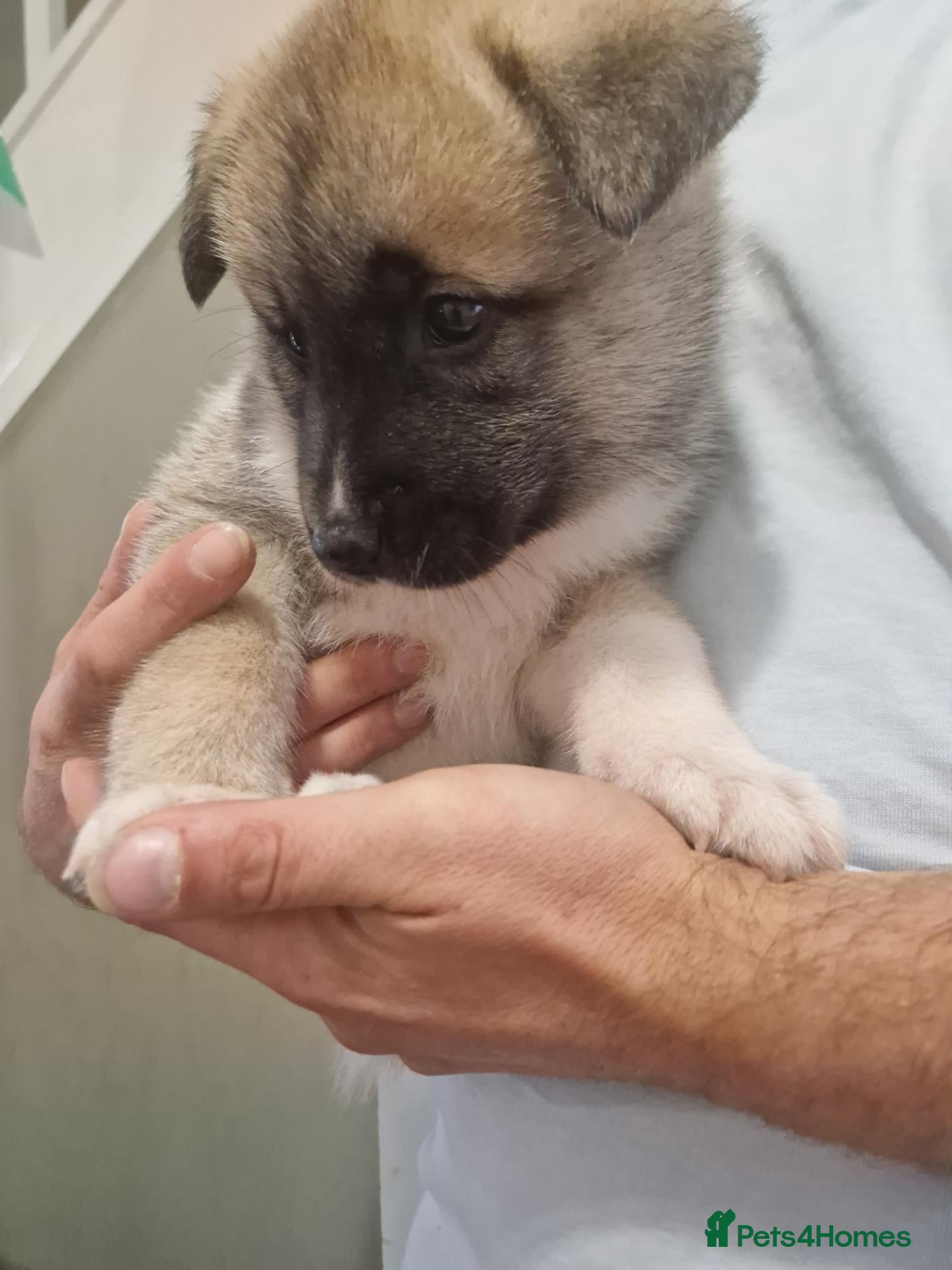 Mixed Breed dogs Alaskan malamute cross akita puppies - Advert 2