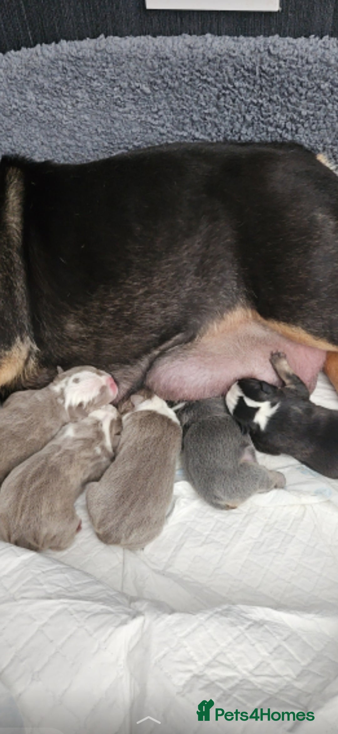 English Bulldog dogs for sale: Kc british bulldog pups💙❤️ - Image 17
